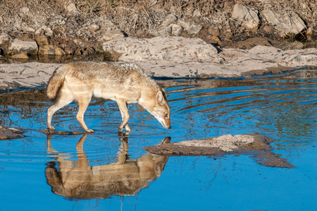 Indian jackal in Ranthambore National Park in Rajasthan, Indiaの写真素材