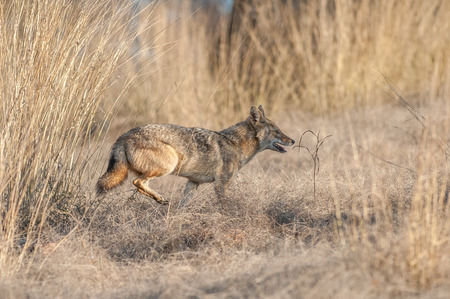 Indian jackal in Ranthambore National Park in Rajasthan, Indiaの写真素材