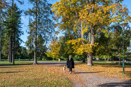 Unrecogmizable woman walks a dog on a sunny autumn day in city parkの写真素材