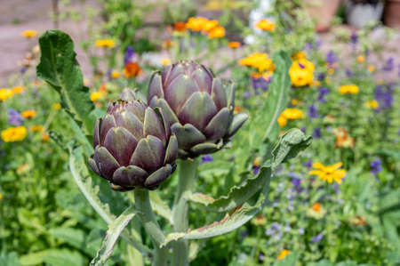 Artichoke growing in a spice garden on Swedish Baltic sea island Ãland.  The annual Harvest Festival at the end of September and beginning of October is an event attracting many tourists.の写真素材