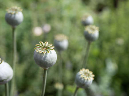 Poppy seed capsules in a spice garden on Swedish Baltic sea island Ãland.  The annual Harvest Festival at the end of September and beginning of October is an event attracting many tourists.の写真素材