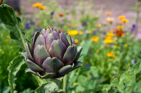 Artichoke growing in a spice garden on Swedish Baltic sea island Ãland.  The annual Harvest Festival at the end of September and beginning of October is an event attracting many tourists.の写真素材