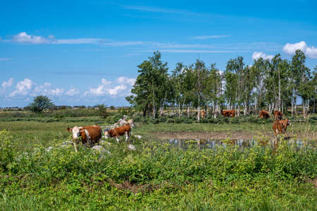 Cows grazing in the characteristic agricultural landscape of Southern Oland. This area is a    site. The Swedish Baltic Sea island is a popular tourist destination.の写真素材
