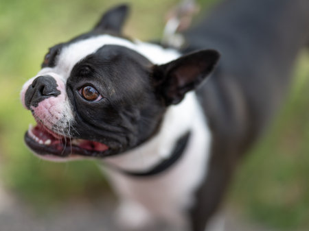 Two-year-old black and white Boston terrierの写真素材
