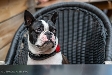 Two-year-old black and white Boston terrierの写真素材