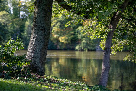 A view of river Motala StrÃ¶m with trees in the foreground during autumn in the park Ãbackarna in NorrkÃ¶ping, Sweden.の写真素材