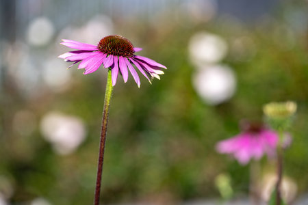 Echinacea purpurea, commonly known as coneflowerの写真素材