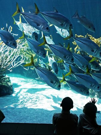 A boy and girl watch fish in an aquariumの写真素材
