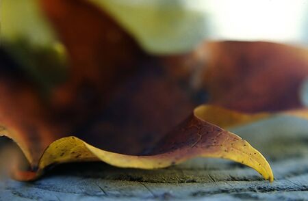 Autumn Leaf on Wood