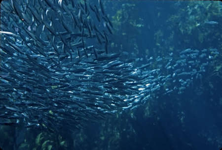 School of fishの写真素材