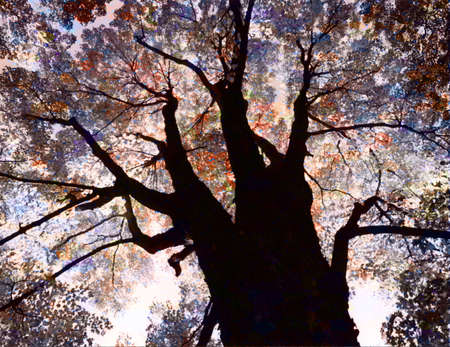 Infrared tree
