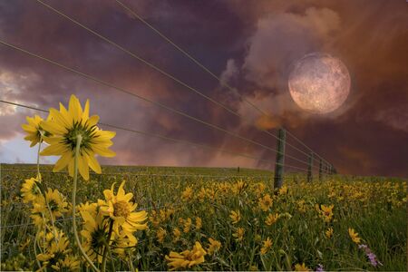 Landscape with flowersの写真素材