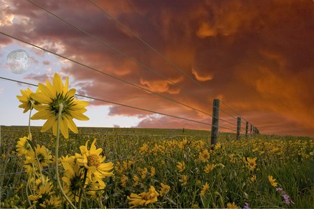 Landscape of Flowerの写真素材