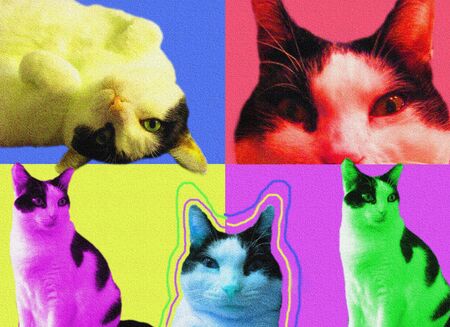 POP art Cats with textureの写真素材