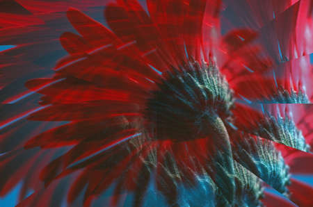 Red Gerber Abstractの写真素材