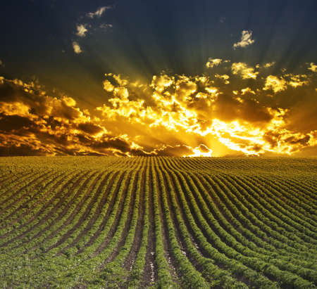 Farm