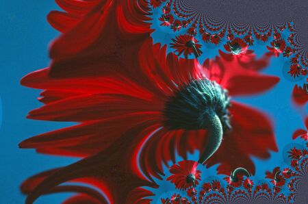 Red Gerber Abstractの写真素材