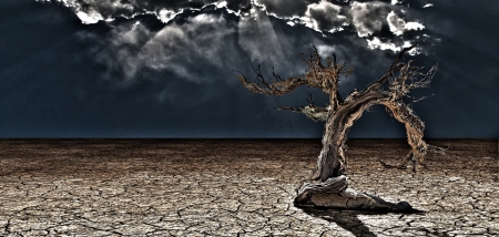 Old Desert Tree