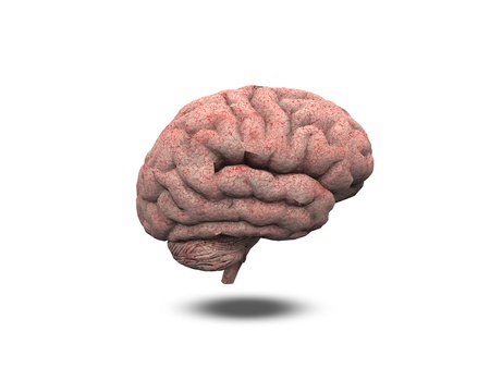 Human Brainの写真素材