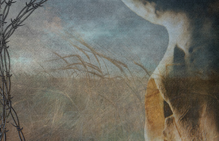 Barbed wire and cow skull frame wheat fieldの写真素材