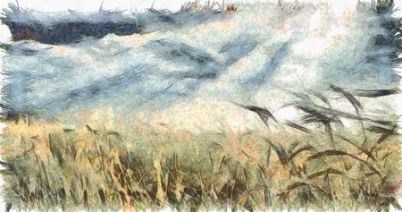 Field of wheat. Dusk or Dawnの写真素材