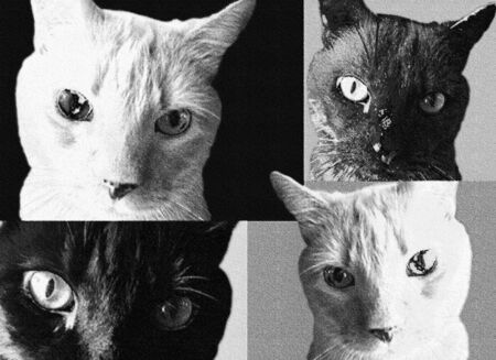 Pop-art cats with texture.