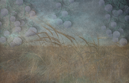 Field of Grain and Grapesの写真素材