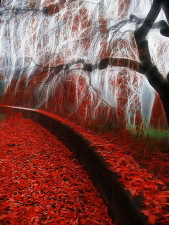 Impressionist autumn scene. Red leafsの写真素材