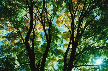 Autumn sun shining through the canopy of trees.