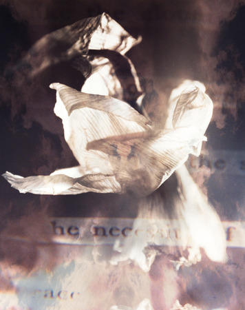 Modern abstract art. White flower compositionの写真素材