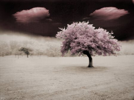 Surreal landscape with red tree and cloudsの写真素材