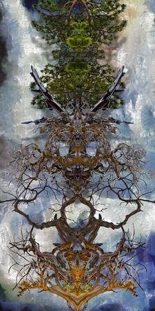 Abstract trees. Symmetric branches and roots
