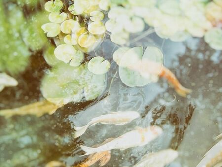Koi fish in the garden pondの写真素材