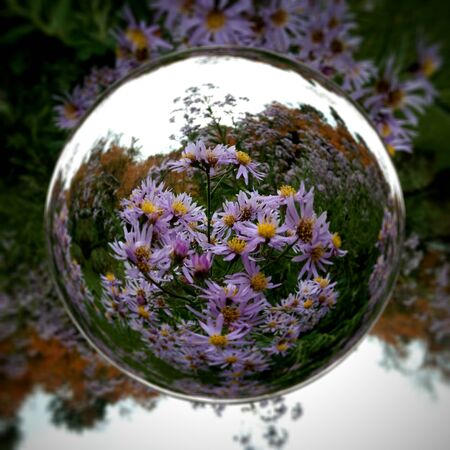 Purple flowers reflects in crystal ballの写真素材