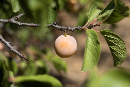 Fresh mellow yellow mirabelle plum on tree branch in warm sunlight - concept nature agriculture environment harvest farming growing field food fruit organic health fresh taste cultureの写真素材