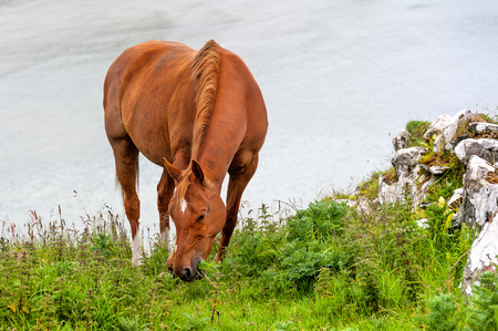 Red brown horse browses on a rocky bank of a river - concept animal love nature wilderness environment beautyの写真素材