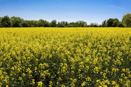 Panorama view of yellow canola field with green trees, horizon and blue sky in the background - concept agriculture farming field nature environment harvest food landscapeの写真素材