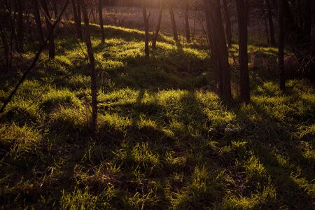 Late afternoon sunlight illuminates public park forest casting dark tree shadows on green grass - concept nature natural environment woods diffuse blue hour low light season clouds plant silhouettesの写真素材