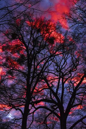 Dark blue hour skies and glowing blood red clouds illuminated by late afternoon setting sun with black tree silhouettes in the foreground - nature environment weather phenomenon season unique bizarreの写真素材