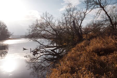 Germany, Saxony-Anhalt, Dessau-Rosslau: Nature scenery at famous junction of rivers Elbe and Mulde with trees, grass, calm river water and overcast cloudy sky - concept natural environment riverbankの写真素材