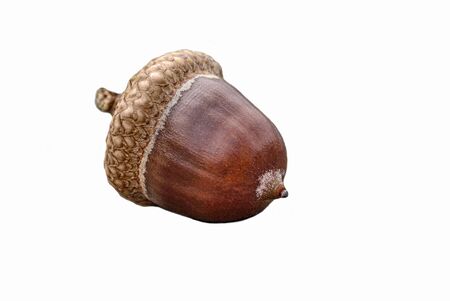 One single hazelnut isolated on white background whith copy space - concept close up detail macro fall autumn food gourmet health healthy nut filbert ingredient natural macro fruit forest environmentの写真素材