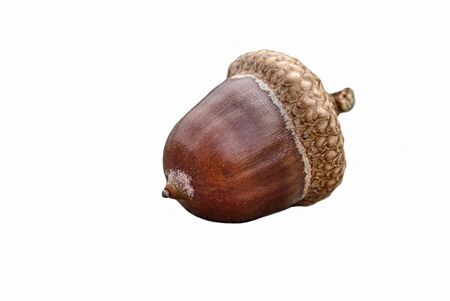 One single hazelnut isolated on white background whith copy space - concept close up detail macro fall autumn food gourmet health healthy nut filbert ingredient natural macro fruit forest environmentの写真素材