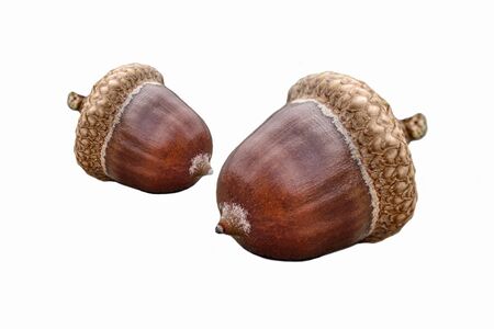 Two hazelnuts isolated on white background with copy space - concept close up detail macro fall autumn food gourmet health healthy nut filbert ingredient natural macro fruit forest environment floraの写真素材