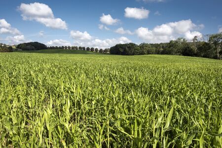 Green leaves of corn field under blue sky with some fluffy cloudsの写真素材