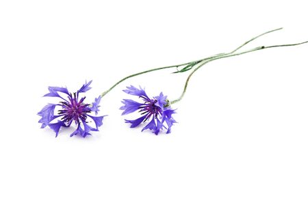 cornflower on white backgroundの写真素材