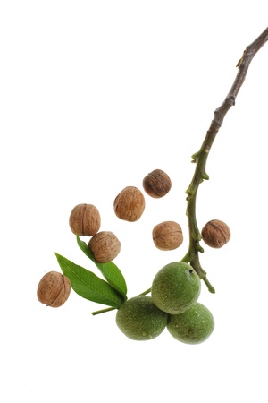 ripe and unripe walnuts isolated on white backgroundの写真素材