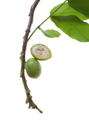 fresh green walnut twig isolated on white backgroundの写真素材