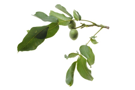 walnut twig with fruits isolated on white backgroundの写真素材
