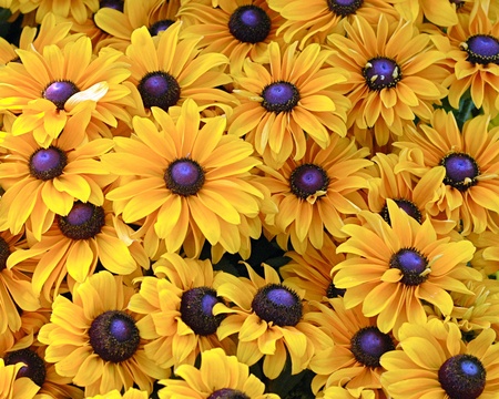 The Most Colorful of Fall Flowers Cultivated From The Gardenの写真素材