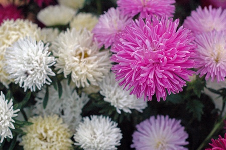 The Most Colorful of Fall Flowers Cultivated From The Gardenの写真素材